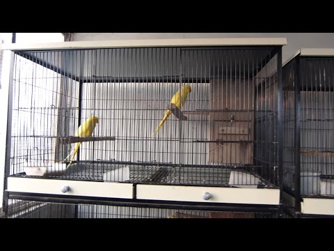 Raw Parrot Breeding Cage Size